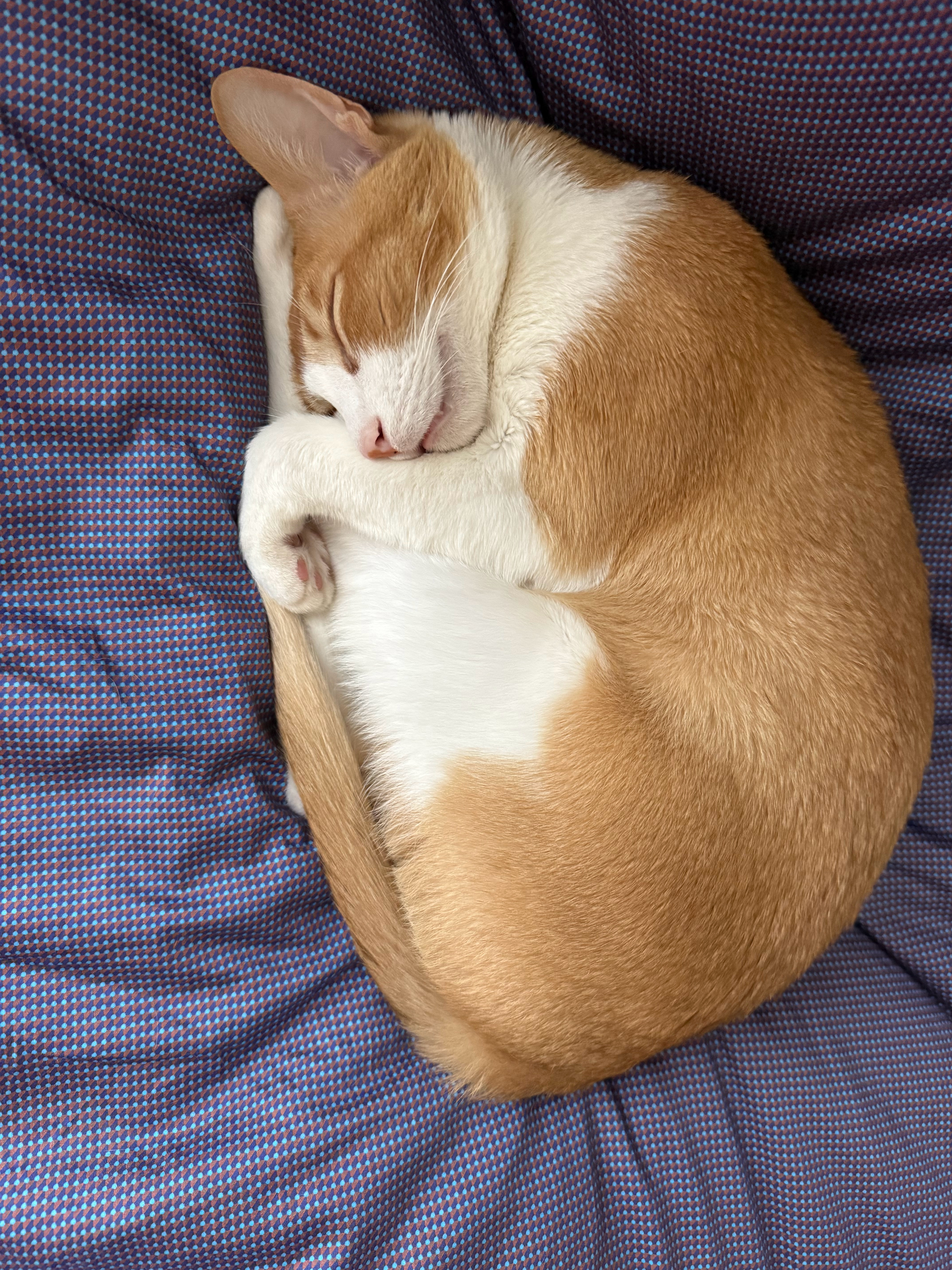 原来最适合大臀狐狸精的颜色是紫色💜