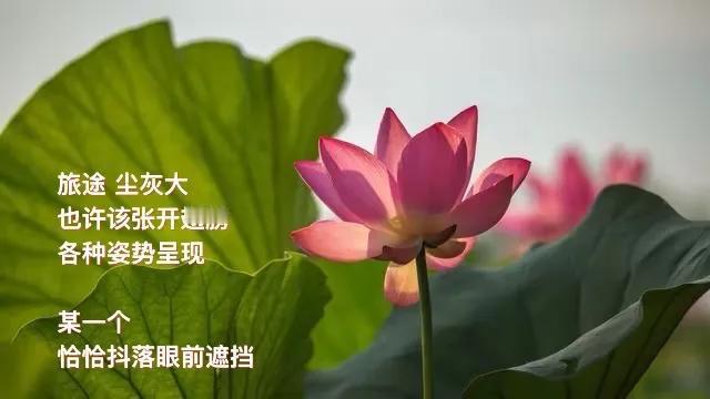 一棵草
须修行一年
结出草籽
．
一棵树呢
七月天空蔚蓝深邃
白桦树投上影子
．
