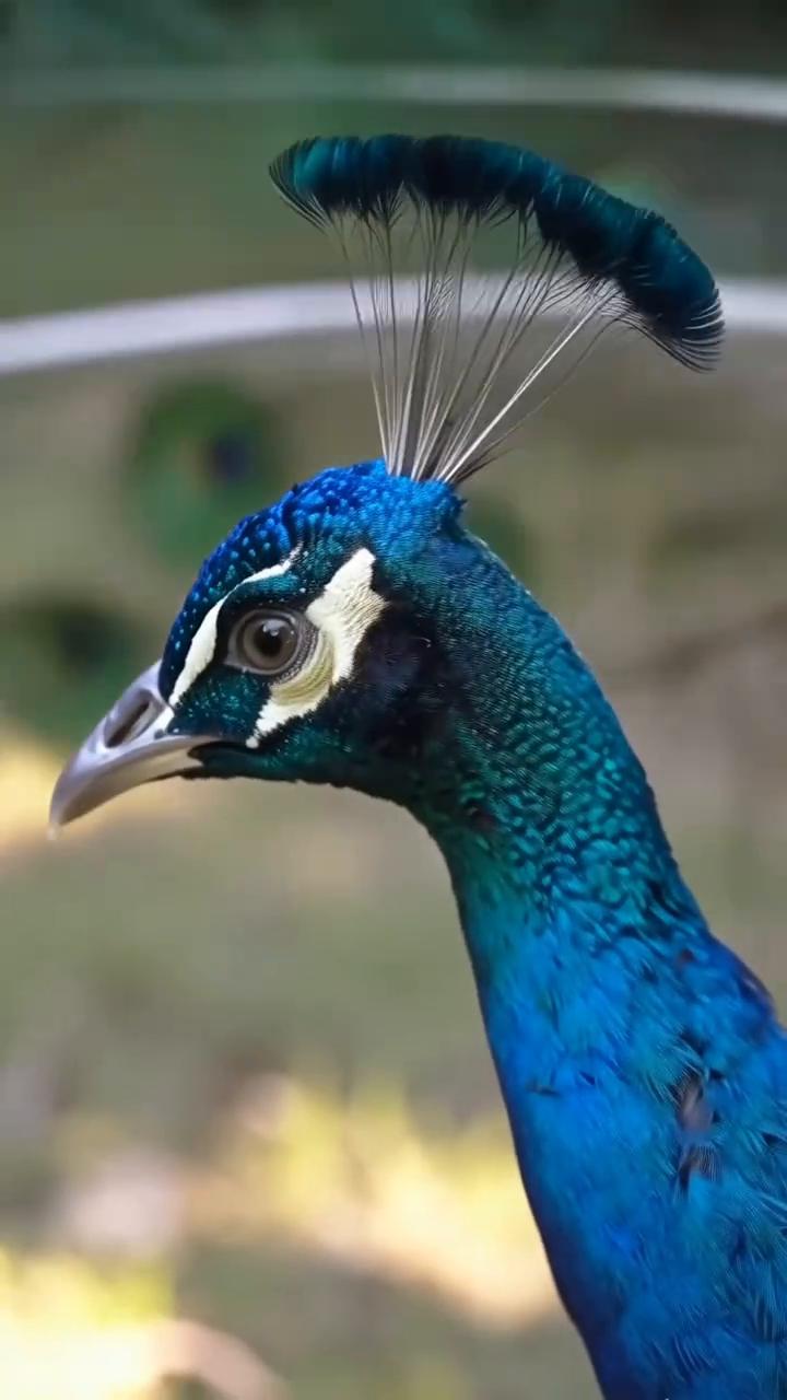 孔雀不需要理发，龙抬头与它无关。
二月二龙抬头，不是所有物种都需要理发。