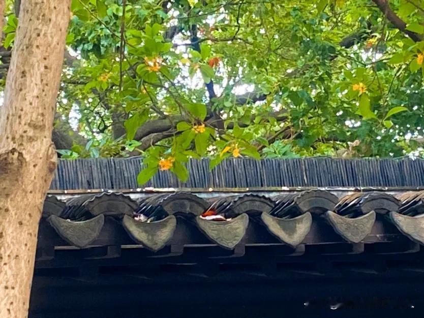 #随手记录秋日生活#
人闲桂花落，又是一年秋意浓。
午后路过常州近园，看到两对新