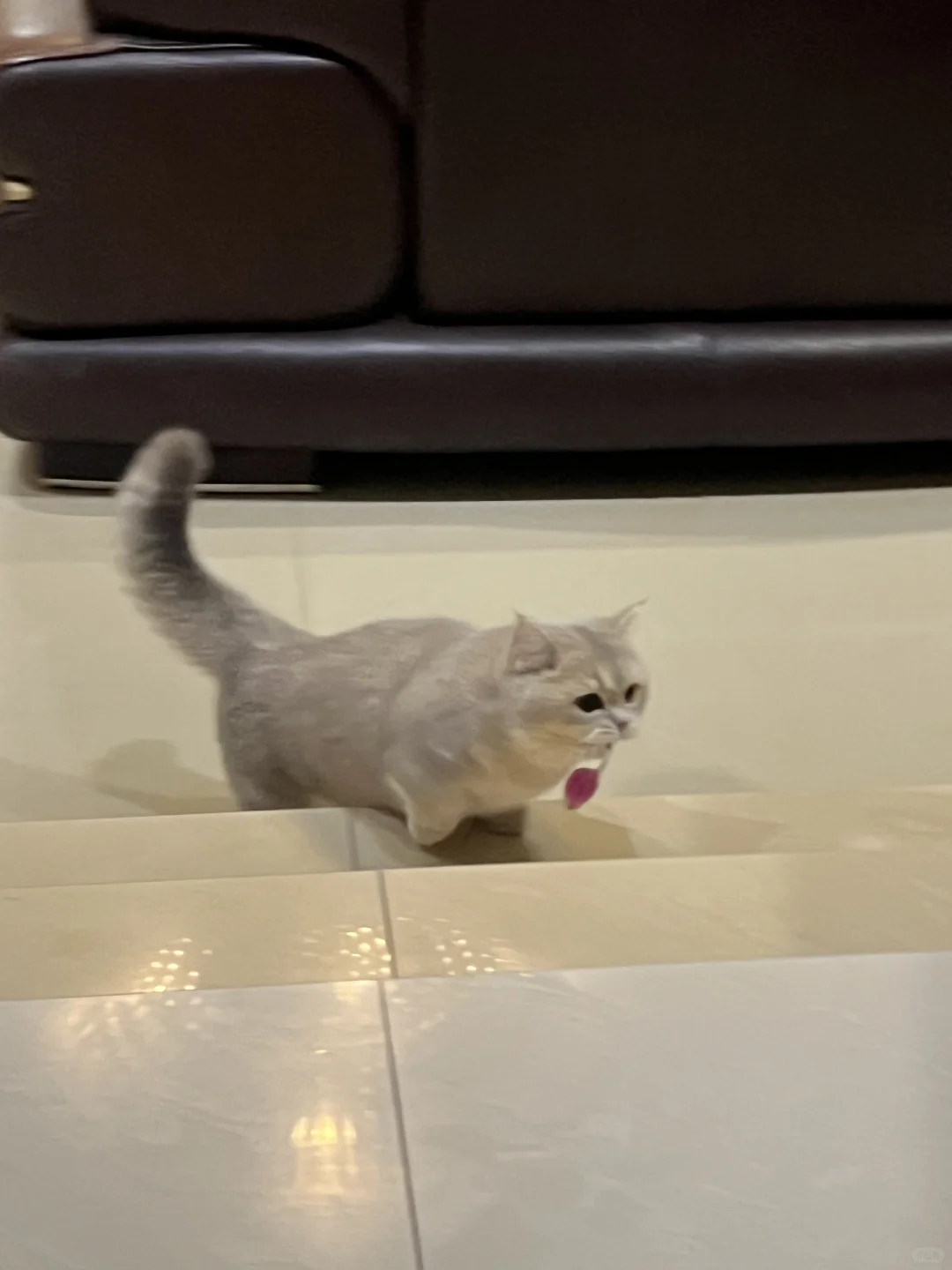 妈妈我会抓老鼠