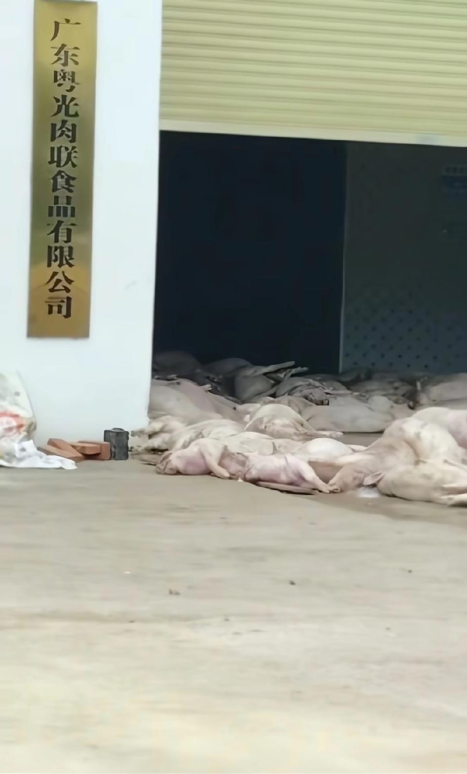 7人被控制“利”字当头什么都不管不顾了，都不背人，明目张胆的把猪卸在门口，可见不