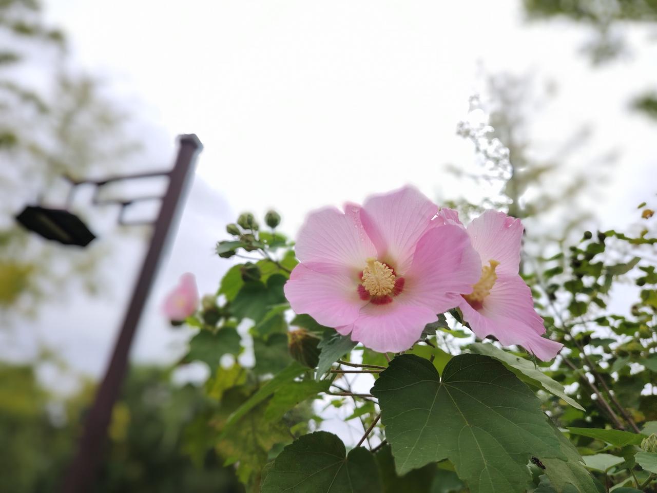 秋天的盛开：木槿花💐