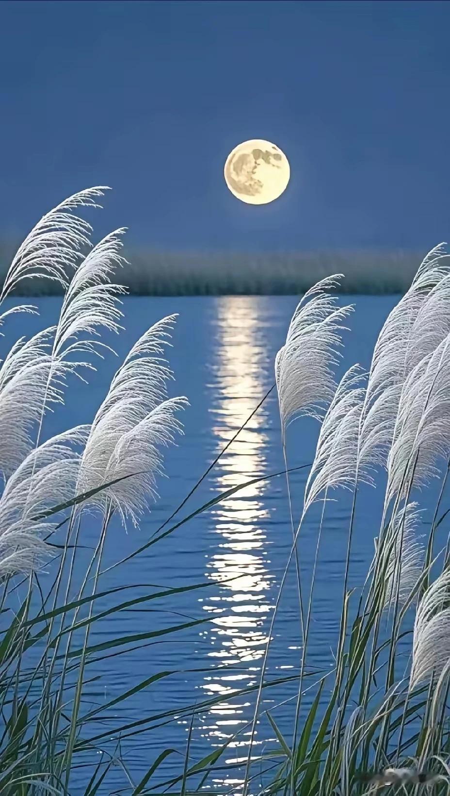 《续诗》
清风拂袖落花香，
人倚栏杆望远方。
似有千重相思意，
月洒清辉影白霜。