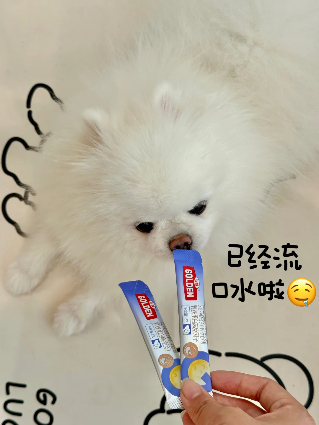 养狗经验贴：狗狗容易生病怎么办？