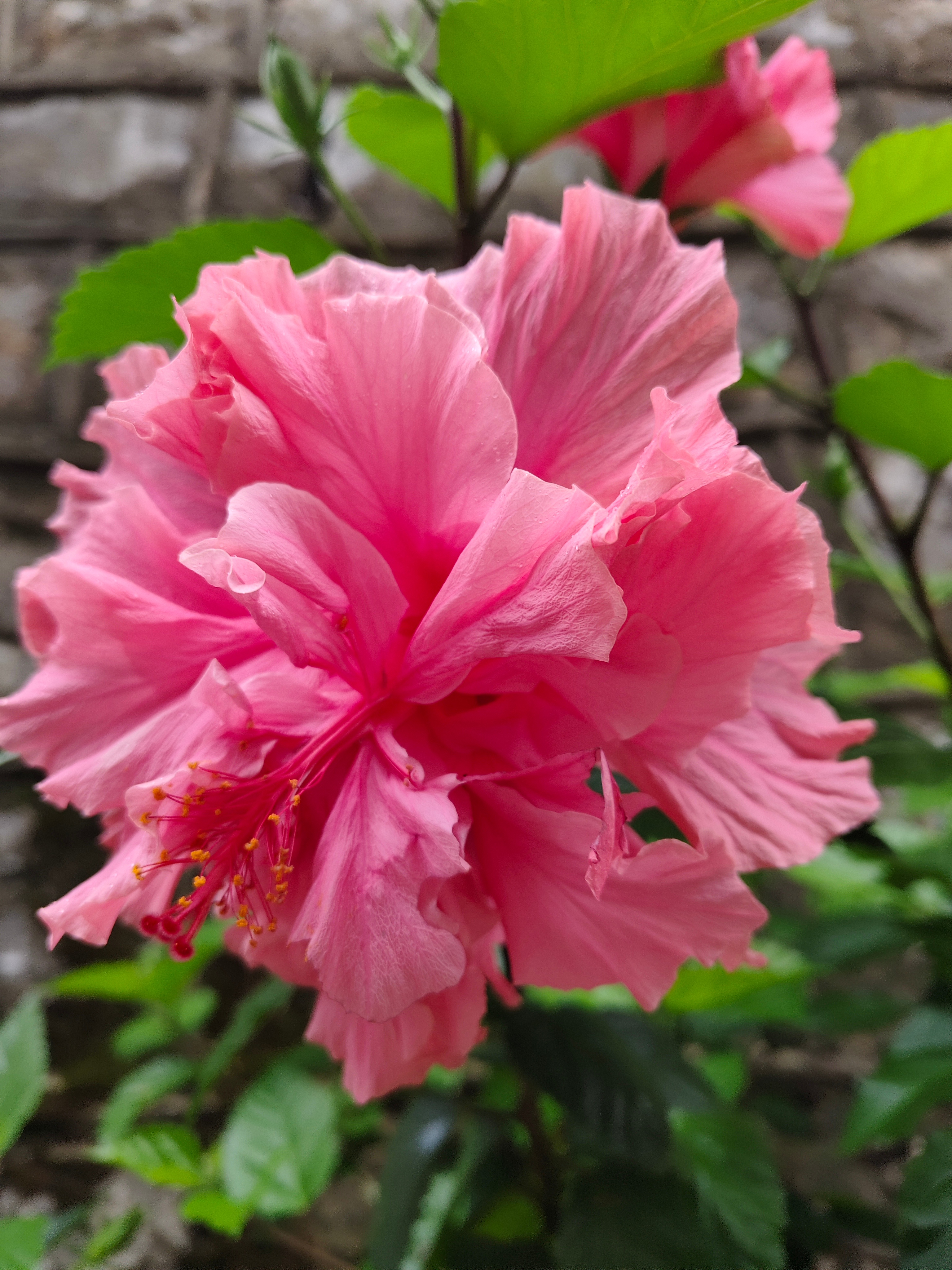 昆明 各种小花花 