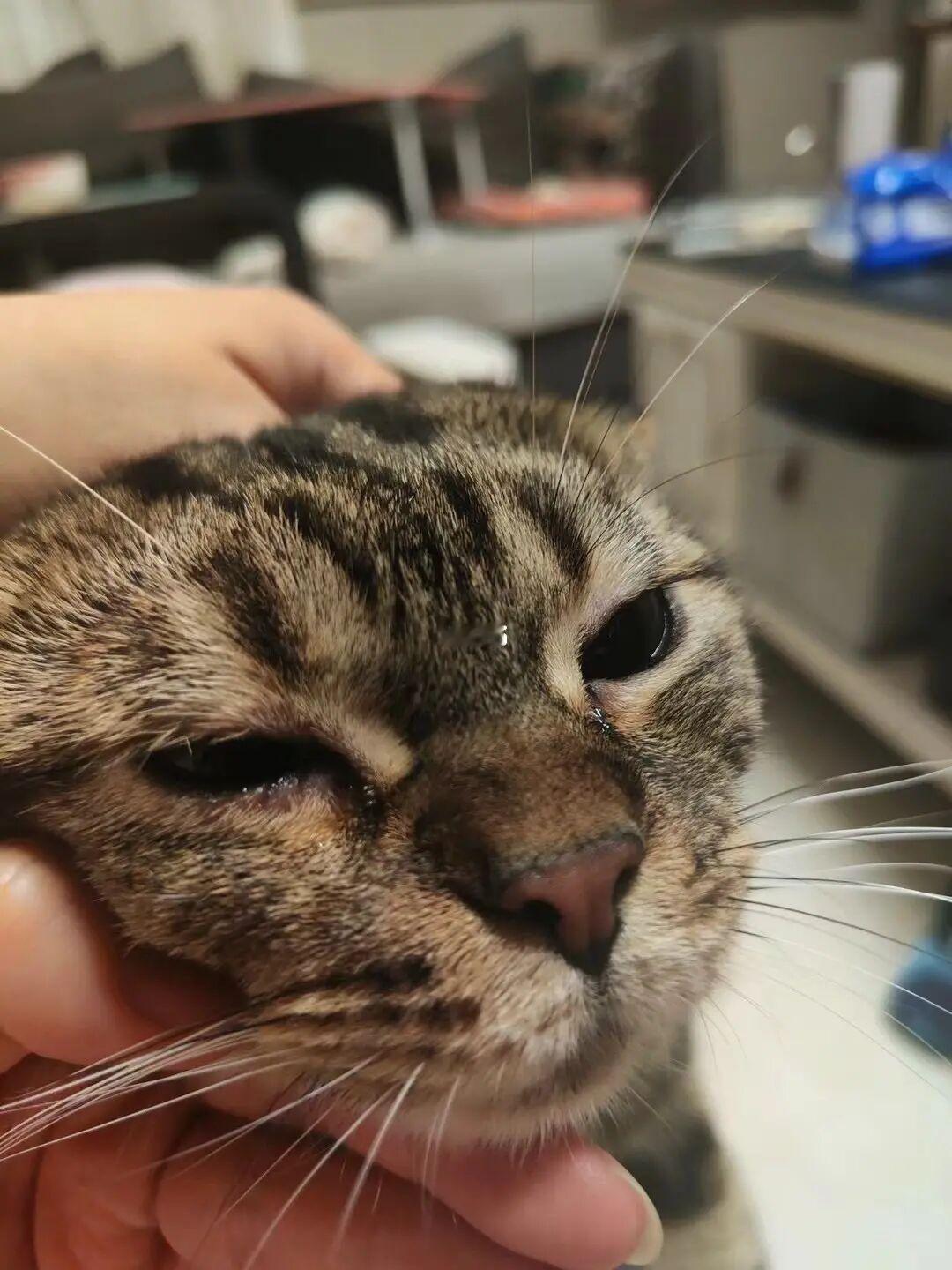 猫咪眼睛发炎前后对比｜堪比整容术