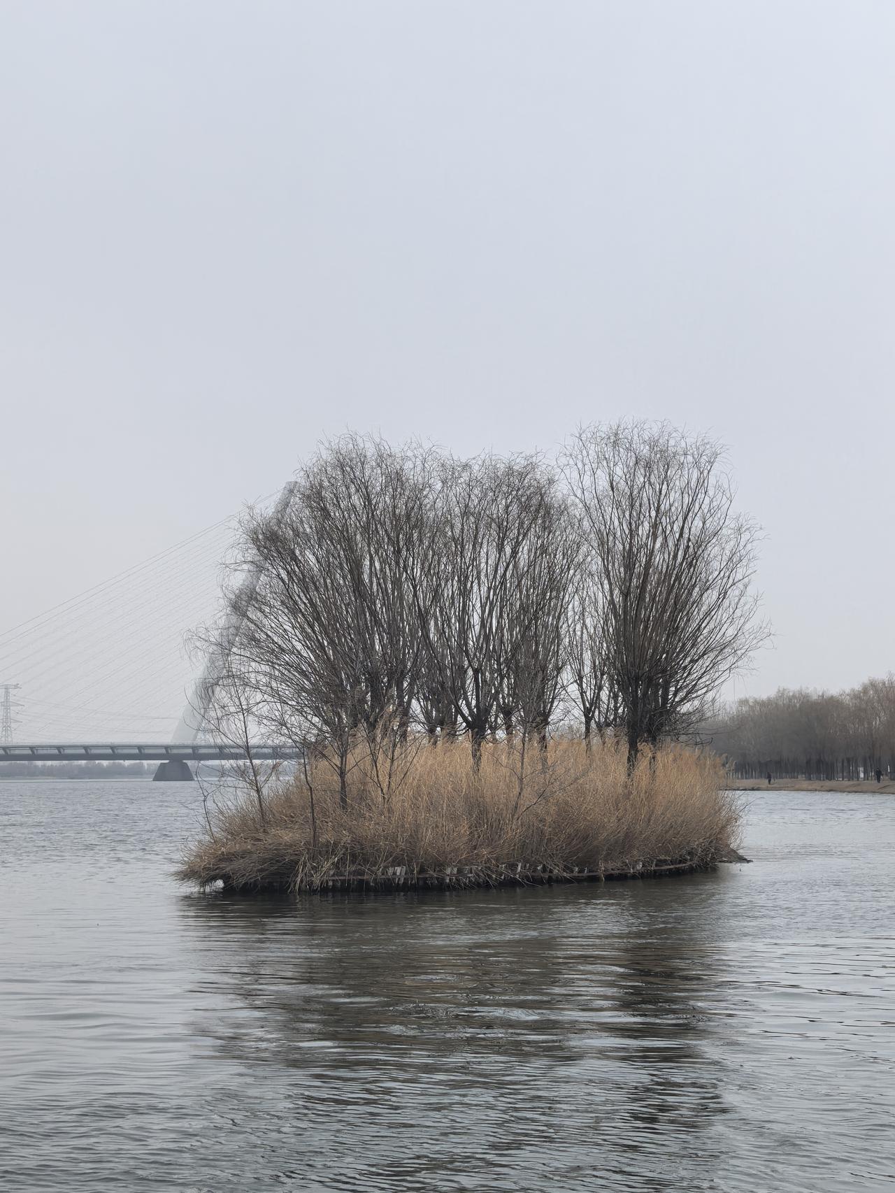 汾河春日依然故我，姹紫嫣红仍待时日……