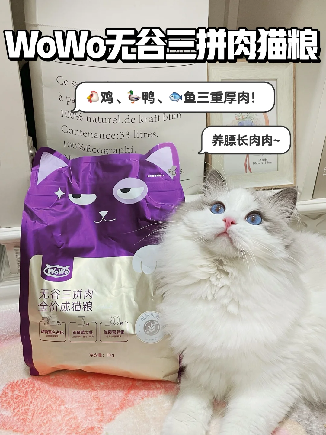 【猫咪圆润计划】没有一口是白吃的