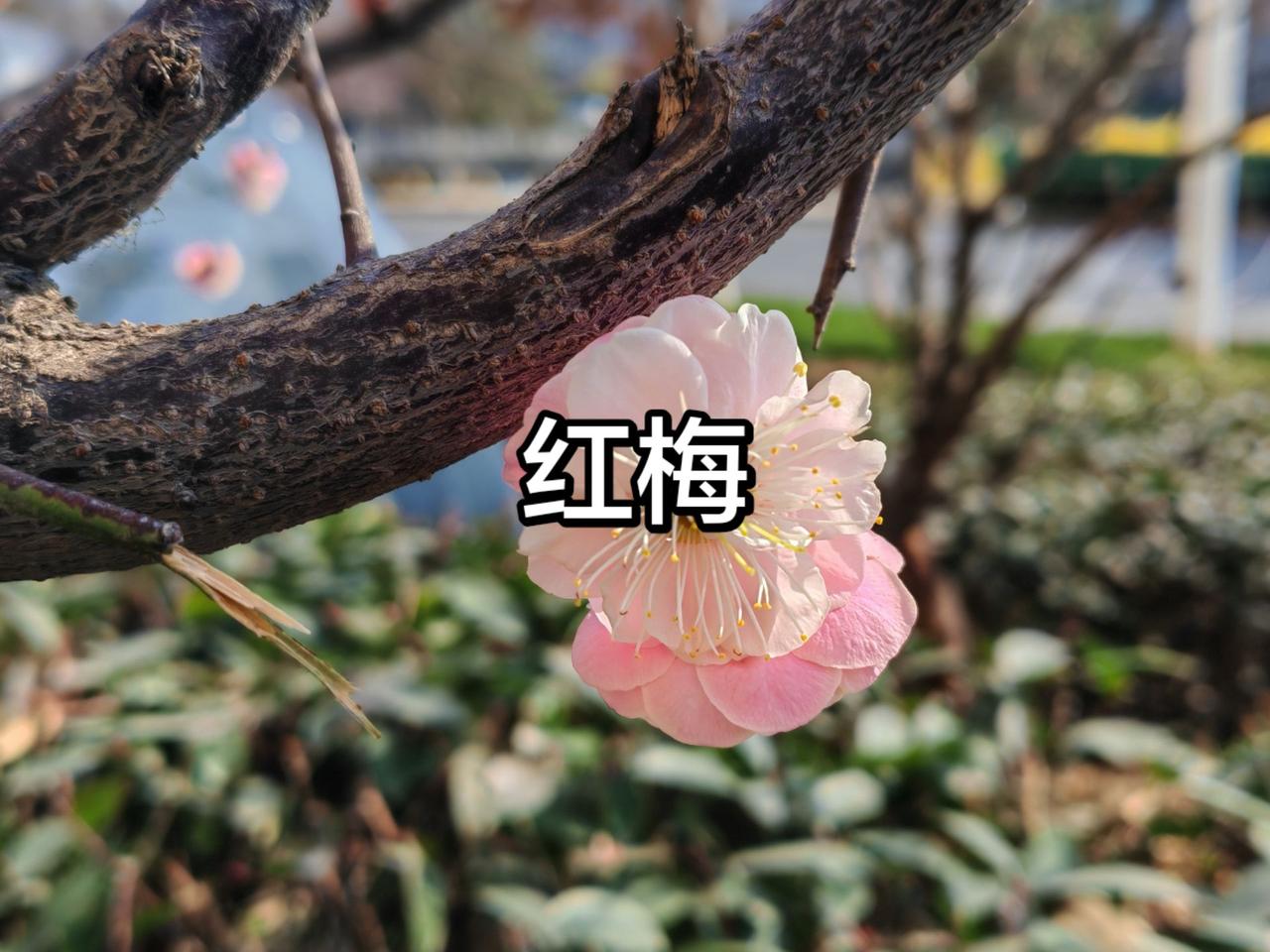 咏梅（通韵）
年轮碾过留痕迹，
犹爱南枝雅韵成，
冒雪凌寒生傲骨，
沐光向暖笑东