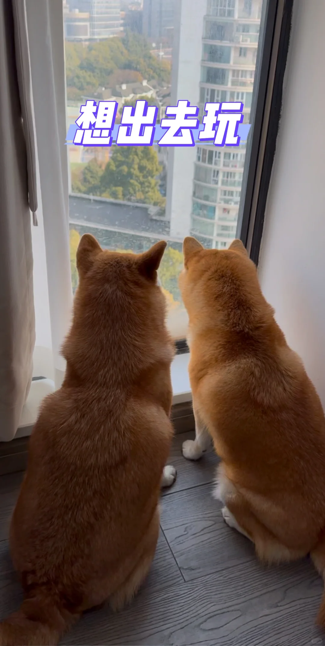 柴犬都喜欢看窗外吗？
