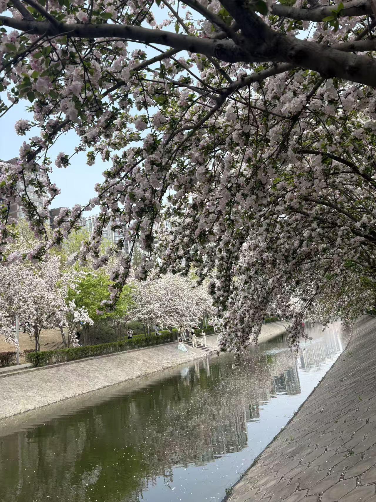 晒图笔记大赛公园里的海棠树，蓝色港湾和朝阳公园连接处，柱子上站着一只大鸟