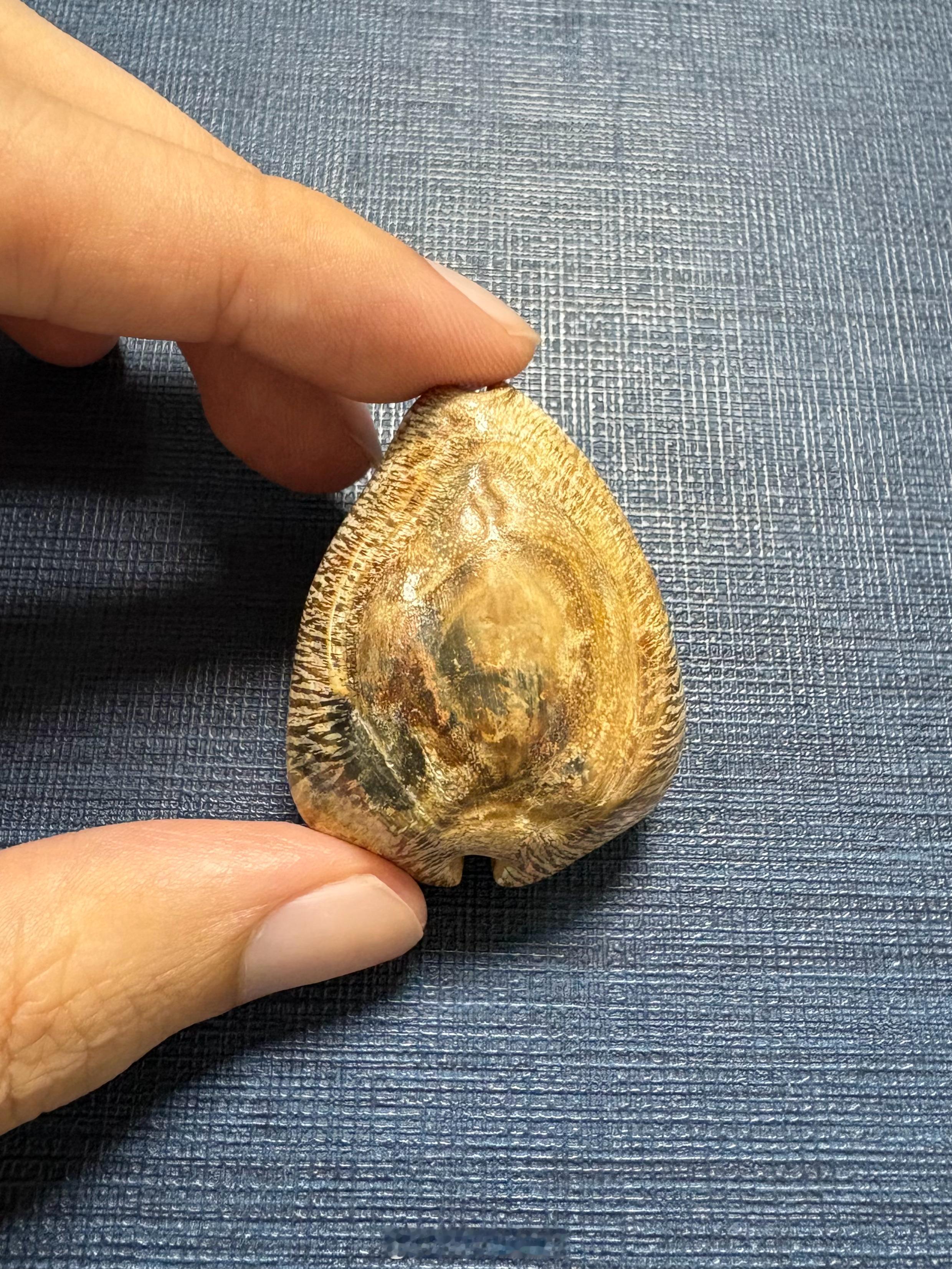 刚刚认识远古的你，“角卵宝螺”，Barycypraea murisimilis 