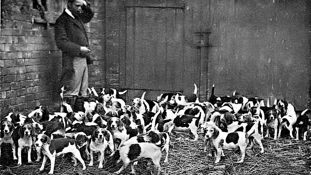 1904年比格犬（Beagle）