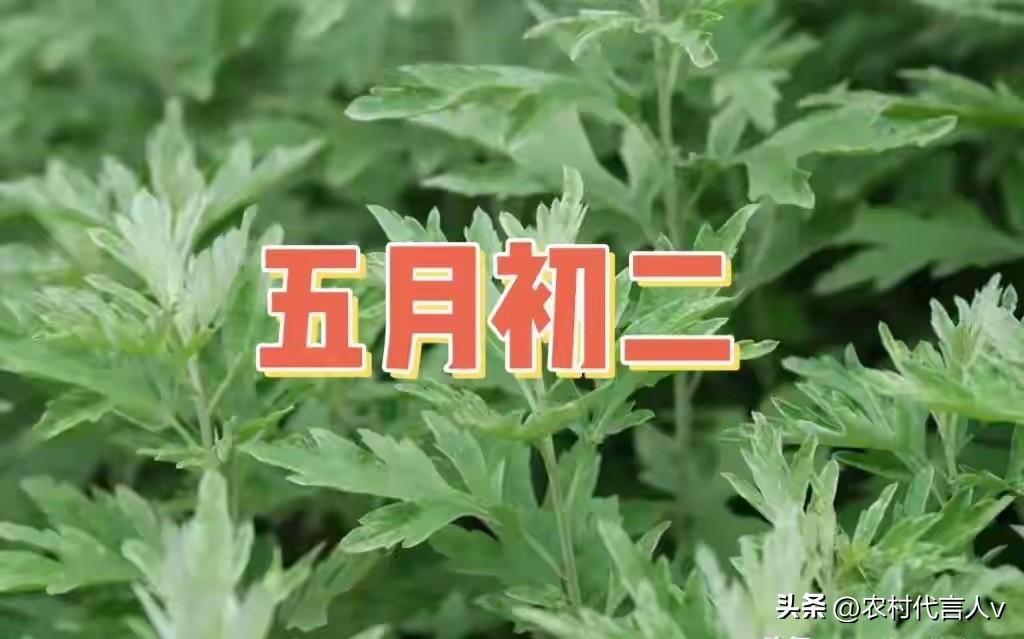 今日五月初二，讲究：1要开，2要迎，吃3样，忌2事，寓意幸福安康
 
今天是农历