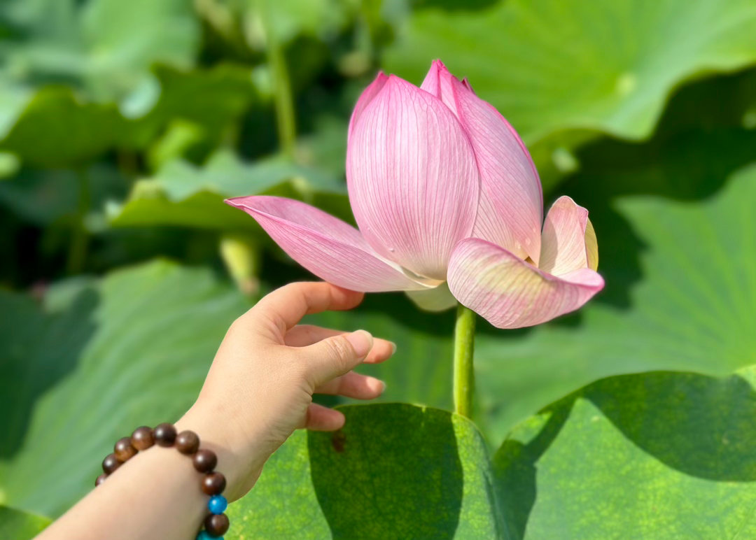 「花果同时，因果同步觉悟不必等到未来，当下就是」赏荷花·真的不只是赏花生活手记