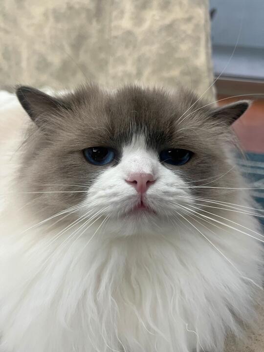 总觉得像个人但想不起来像谁