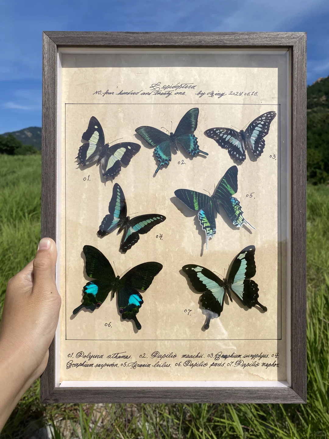 标本 昆虫 蝴蝶标本 蝴蝶