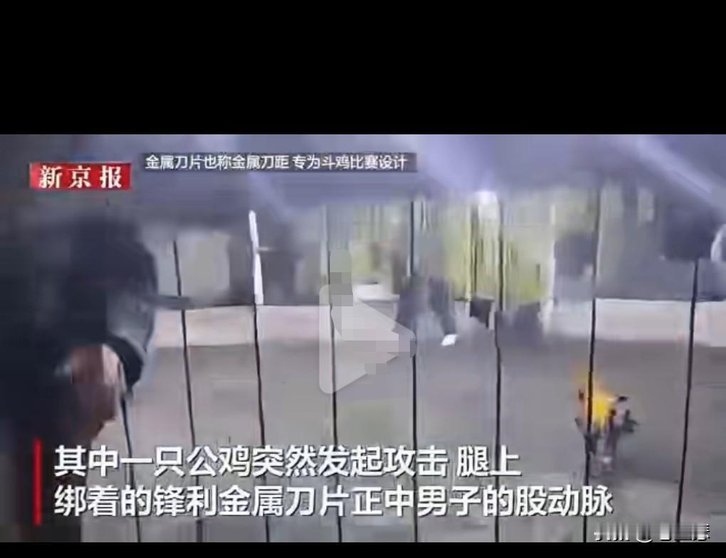 看到斗鸡这种残忍的行为真的该好好的停止了。
秘鲁的斗鸡太残忍了。
竟然会在鸡的腿
