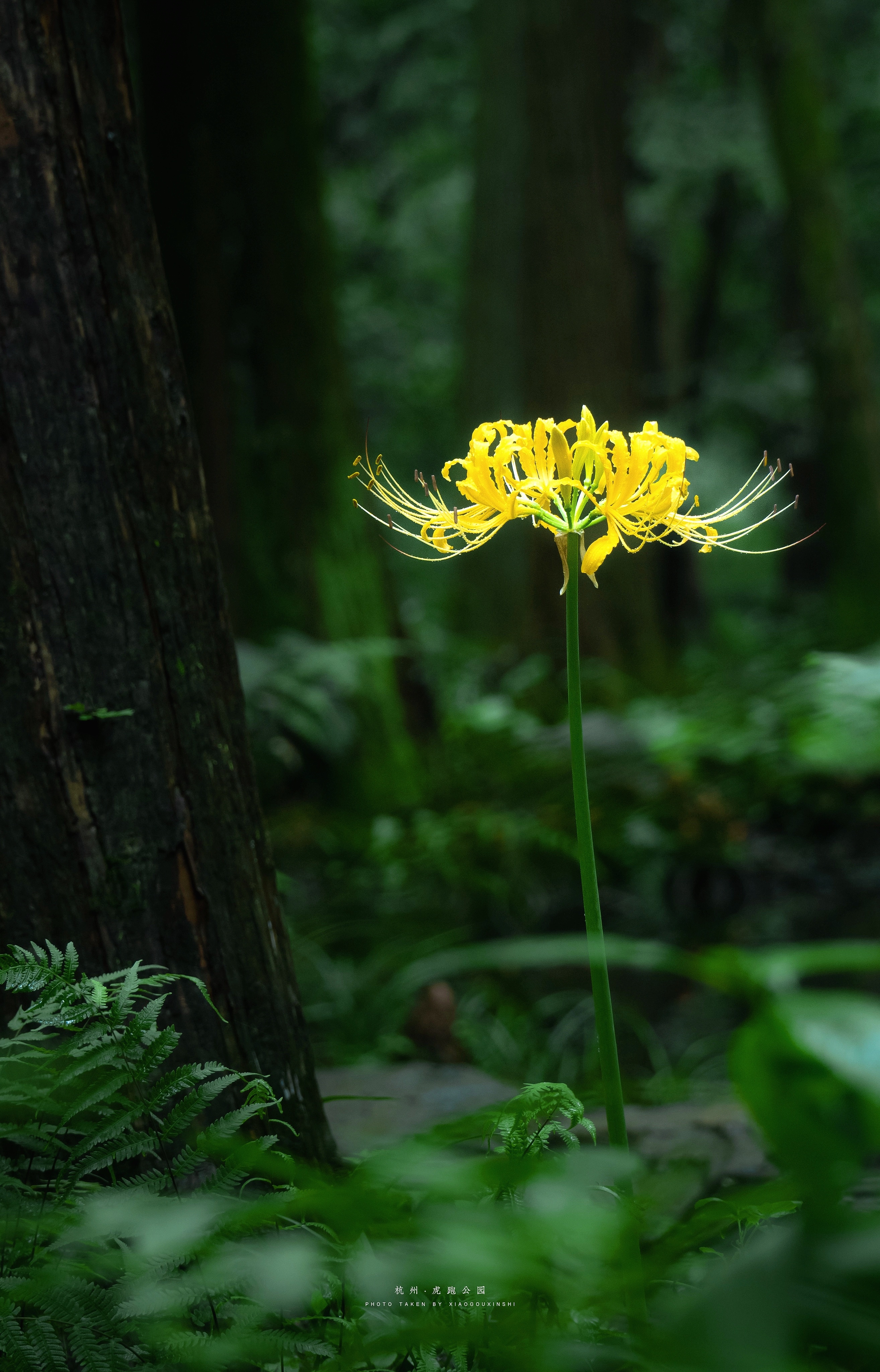 📸花叶不相见 忘川开彼岸 ​​​