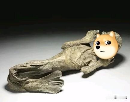 湛江惊现消失18年的“美人鱼”，真相让人破防！
 

 
2026年2月12日，