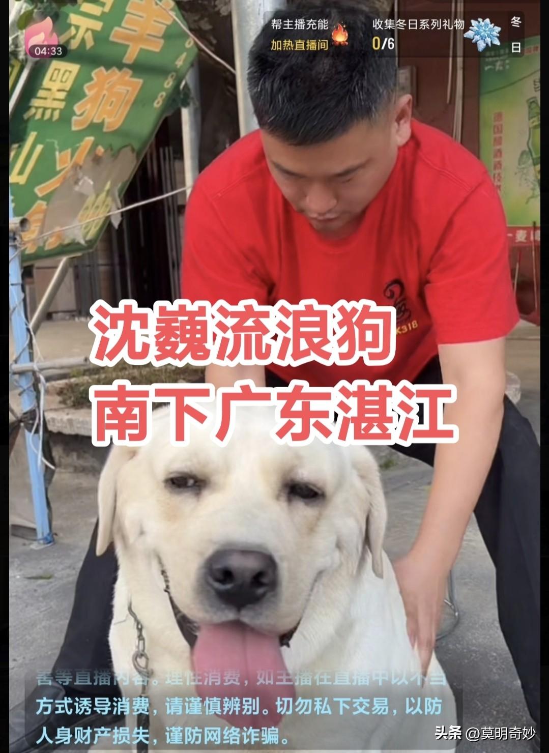沈巍流浪狗南下广东湛江直播带货，闲暇之余，于湛江高桥逛大街，逛累了，还有人给其做