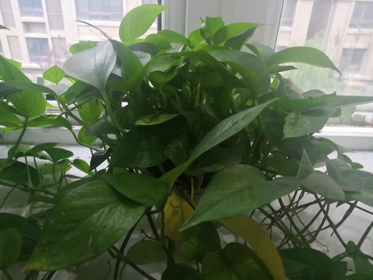 昨天中午，听我们一个同事说:14岁的儿子患上了腰椎间盘突出，让我们非常吃惊！没想