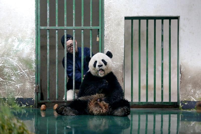 日本民众告别大熊猫只能看1分钟 日本民众对大熊猫的喜爱，在这次送别中体现得淋漓尽