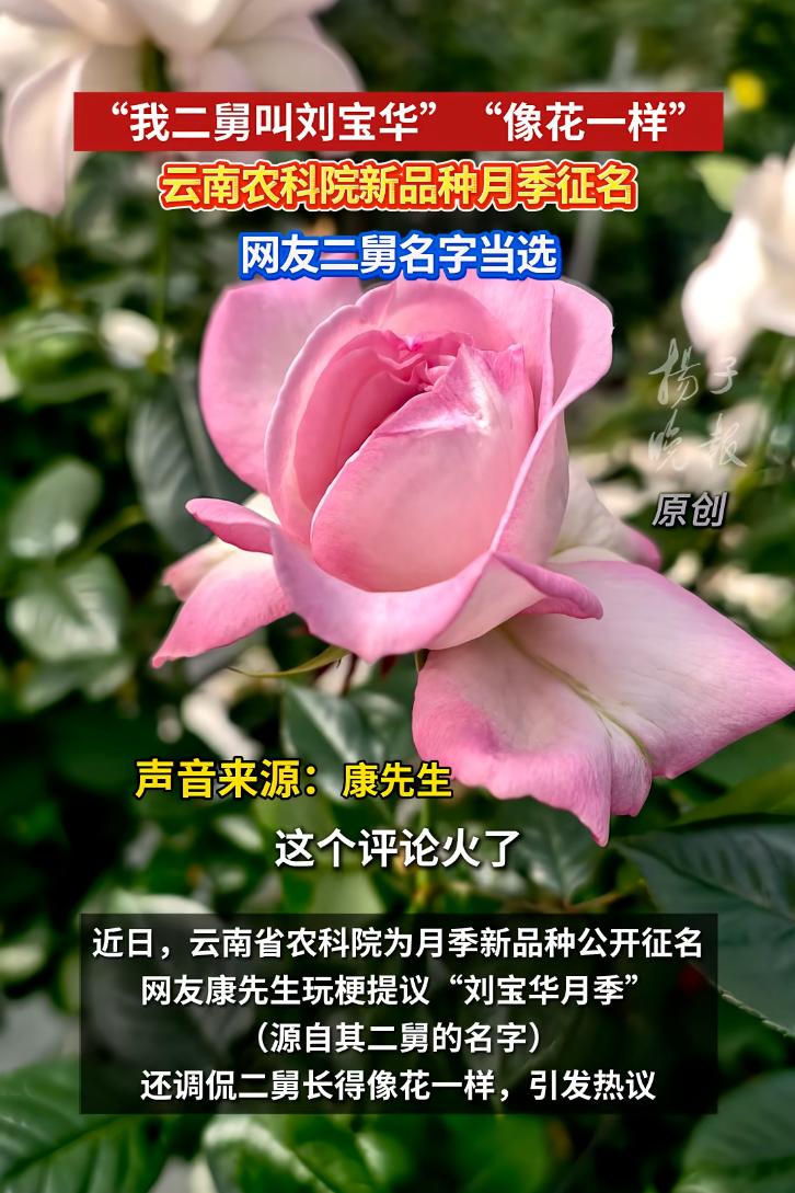 只要不干正经事儿，脑子都是好用的。

起因是农科院研究出来一种白色花瓣镶嵌粉紫色