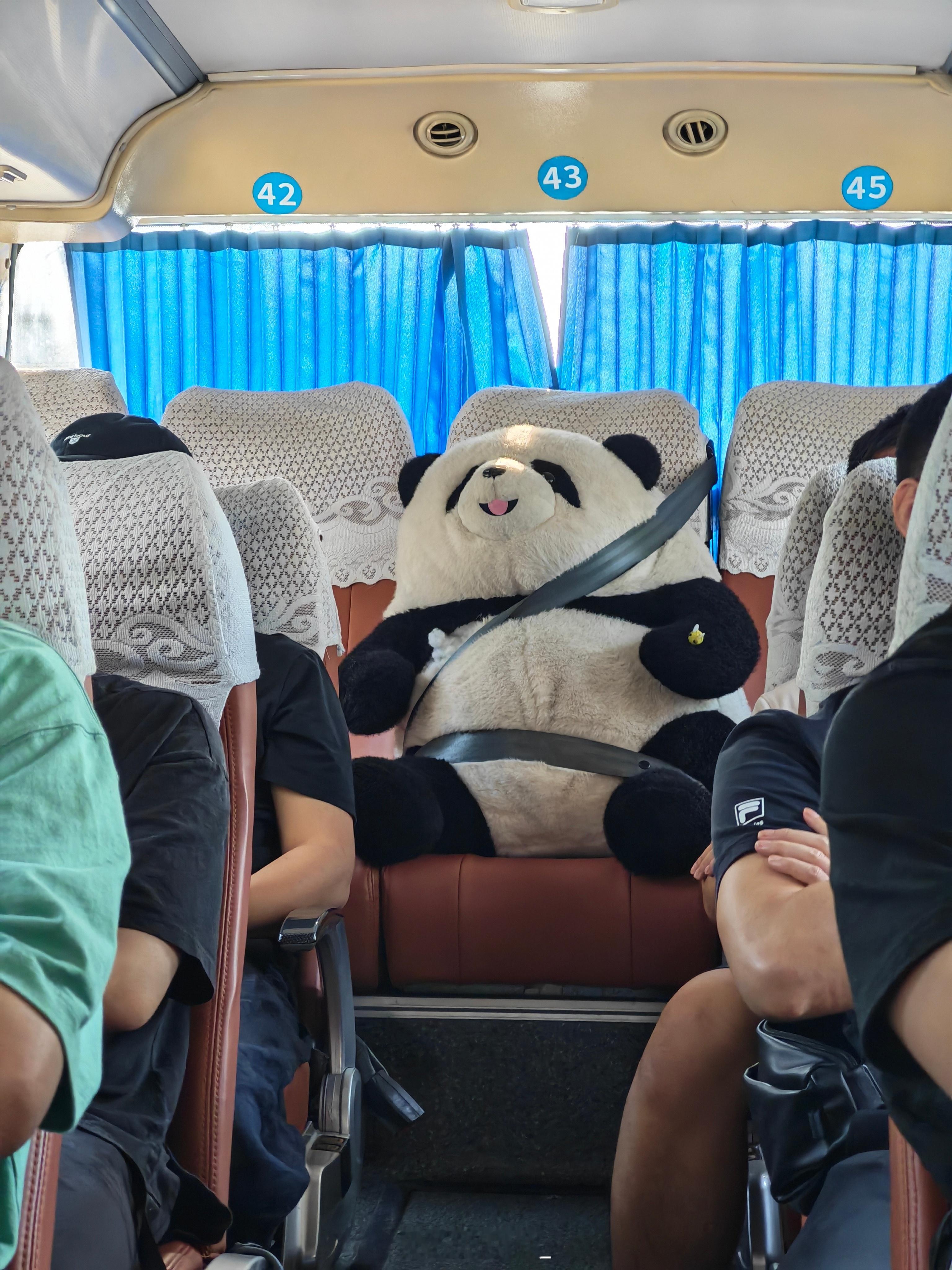 成都人民对熊猫的喜爱程度此刻具象化了出门在外得带一只在身边才行大歌碎碎念吉祥物成
