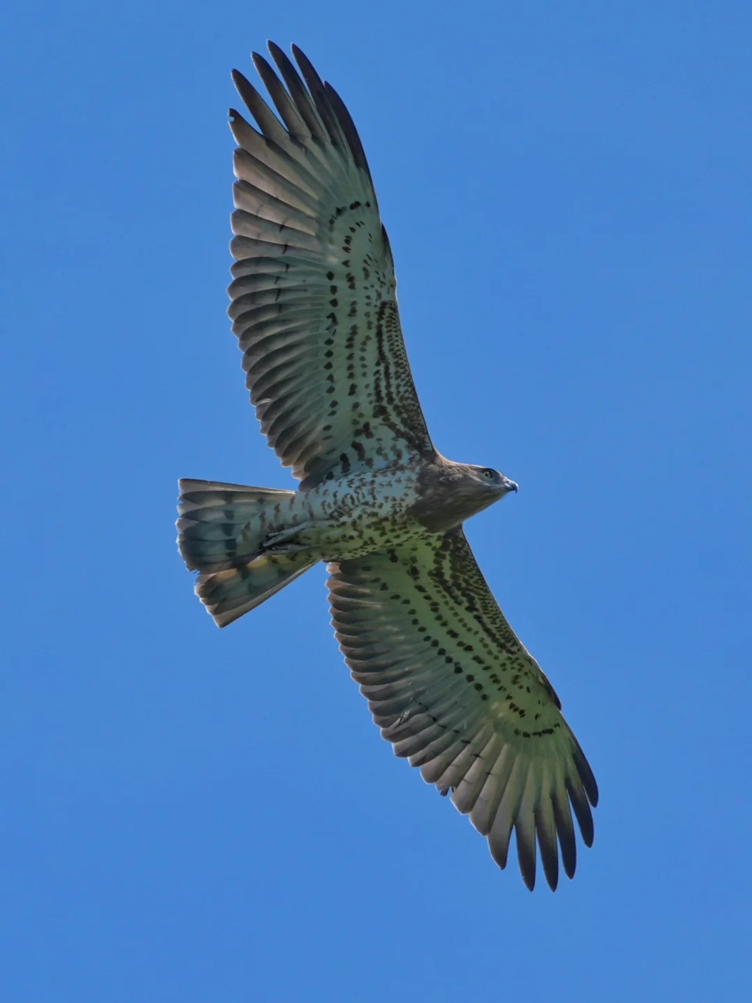 与空中猎手们的约会