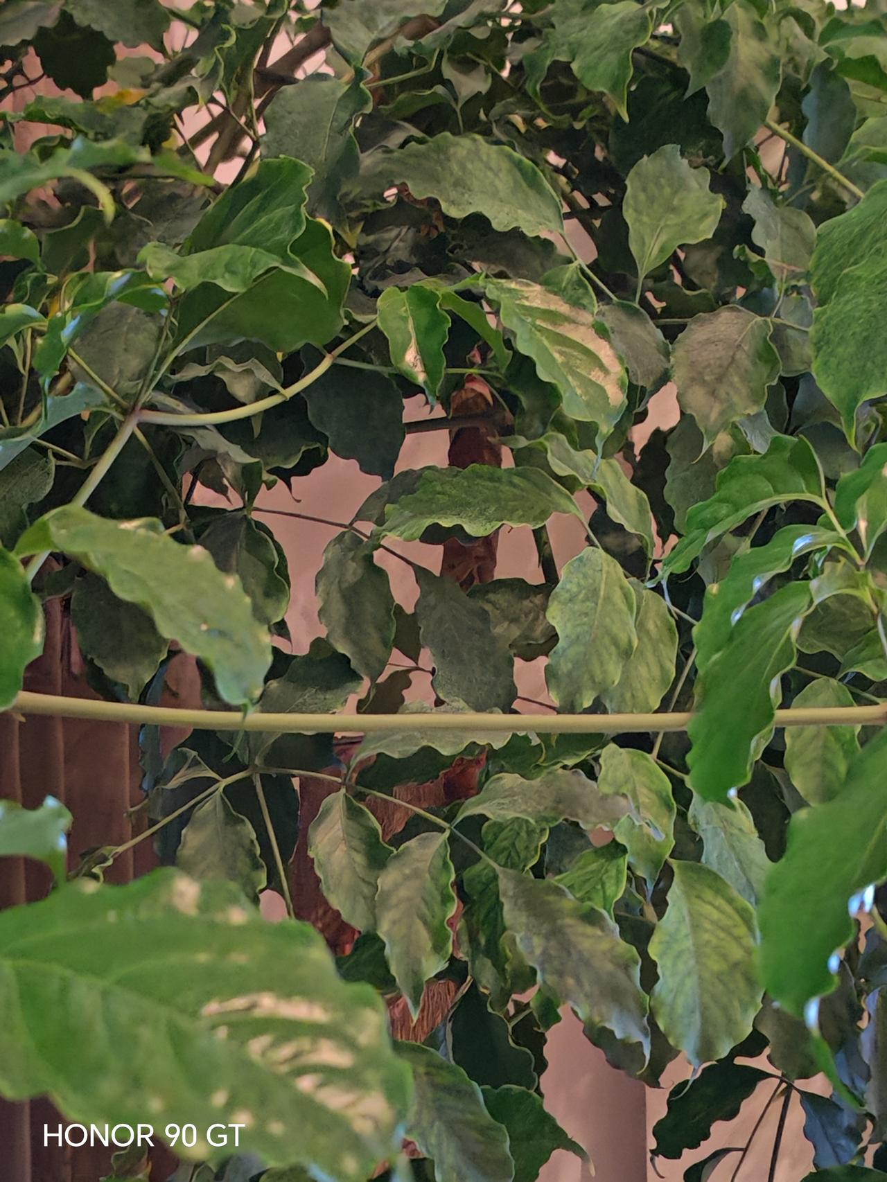 春天花会开，
天天好运来。