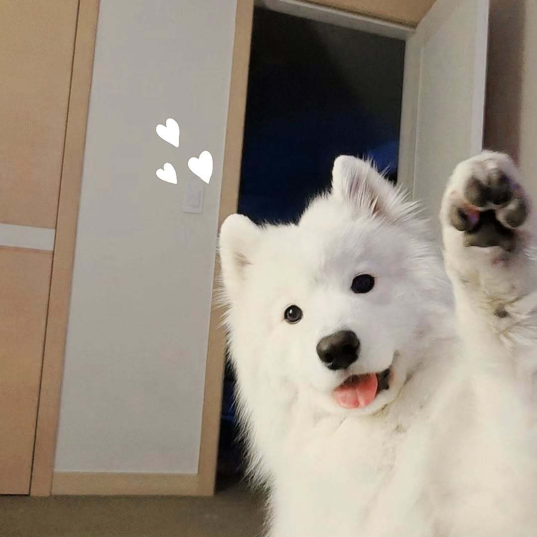 击个掌吧，相信我的小爪子能给你带来好运耶 ​​​