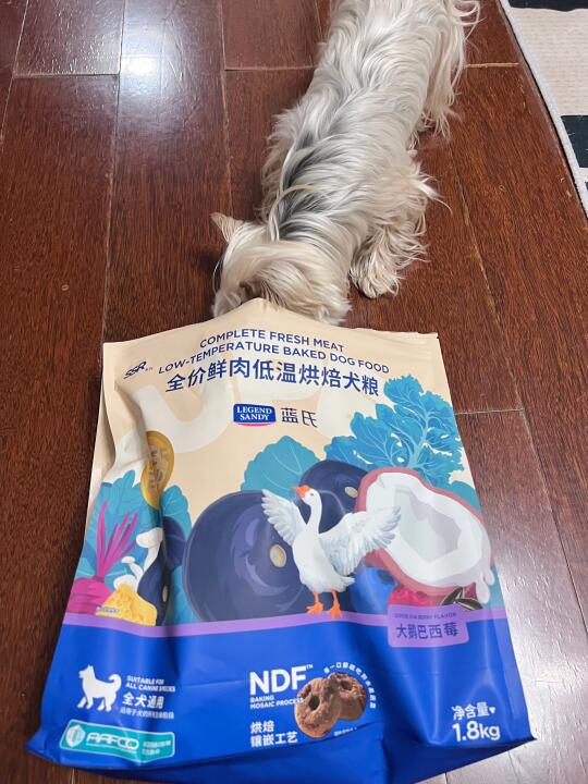 🐾｜长毛小狗的毛发逆袭！约克夏美毛经验🐶