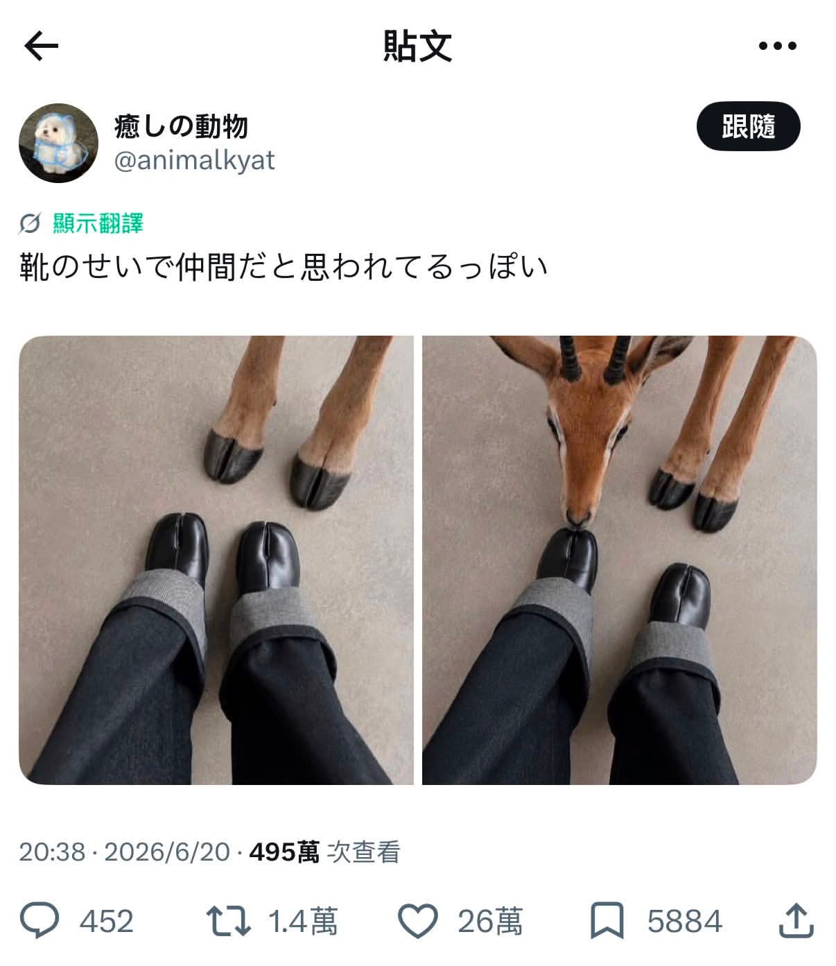 刷到都觉得特别可爱 穿这双鞋会让小鹿思考是不是同类哦 