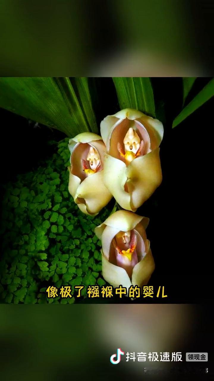 植物界这20种是成精了吧！
世界上最奇特的20种植物，个个都是超乎想象的存在，看
