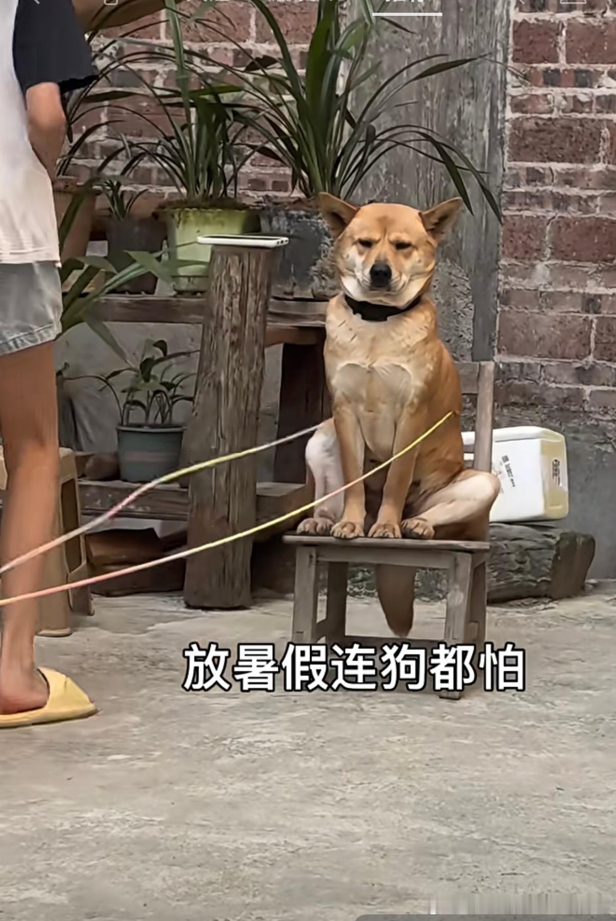 我现在就是这个感觉。“放暑假连狗都怕”[允悲]我和某人的日常 ​​​