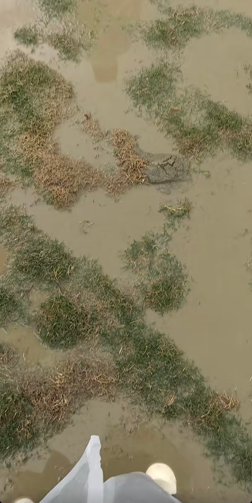 汽水音乐节你假糍粑，今晚能不能把地弄干？ 