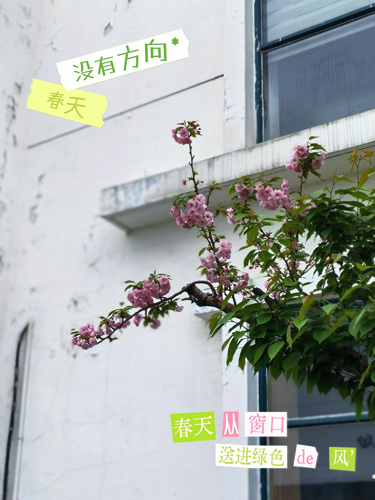 枝头的花，
是春天
别在衣襟的小徽章。