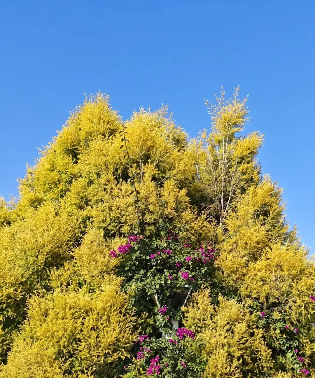 我混进攀西老年团八天花掉二十万，第一天就被徐姐塞了把瓜子拉到车尾KTV。
婉茹姐