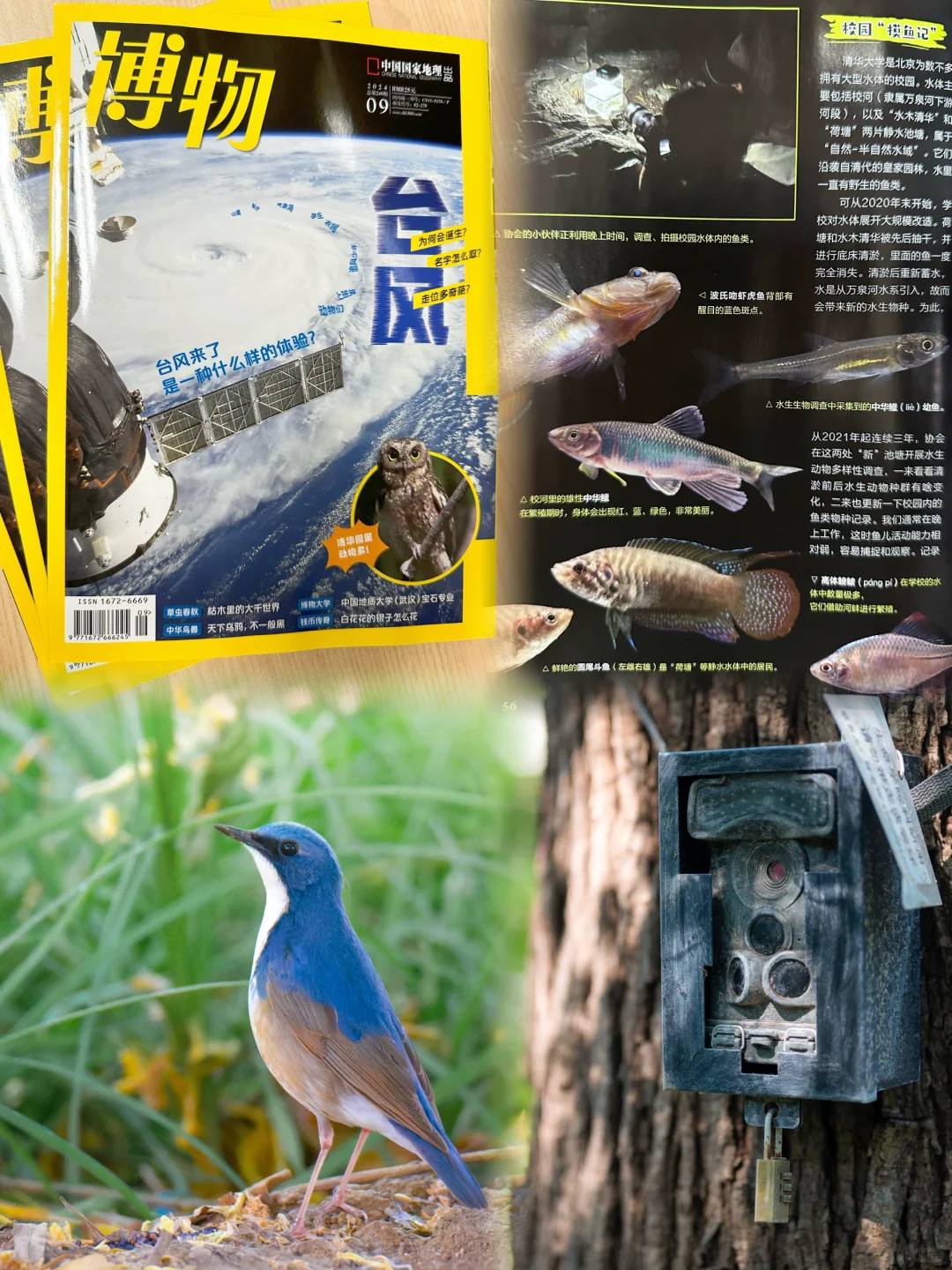 我和清华里野生动物的故事，登上《博物》封面