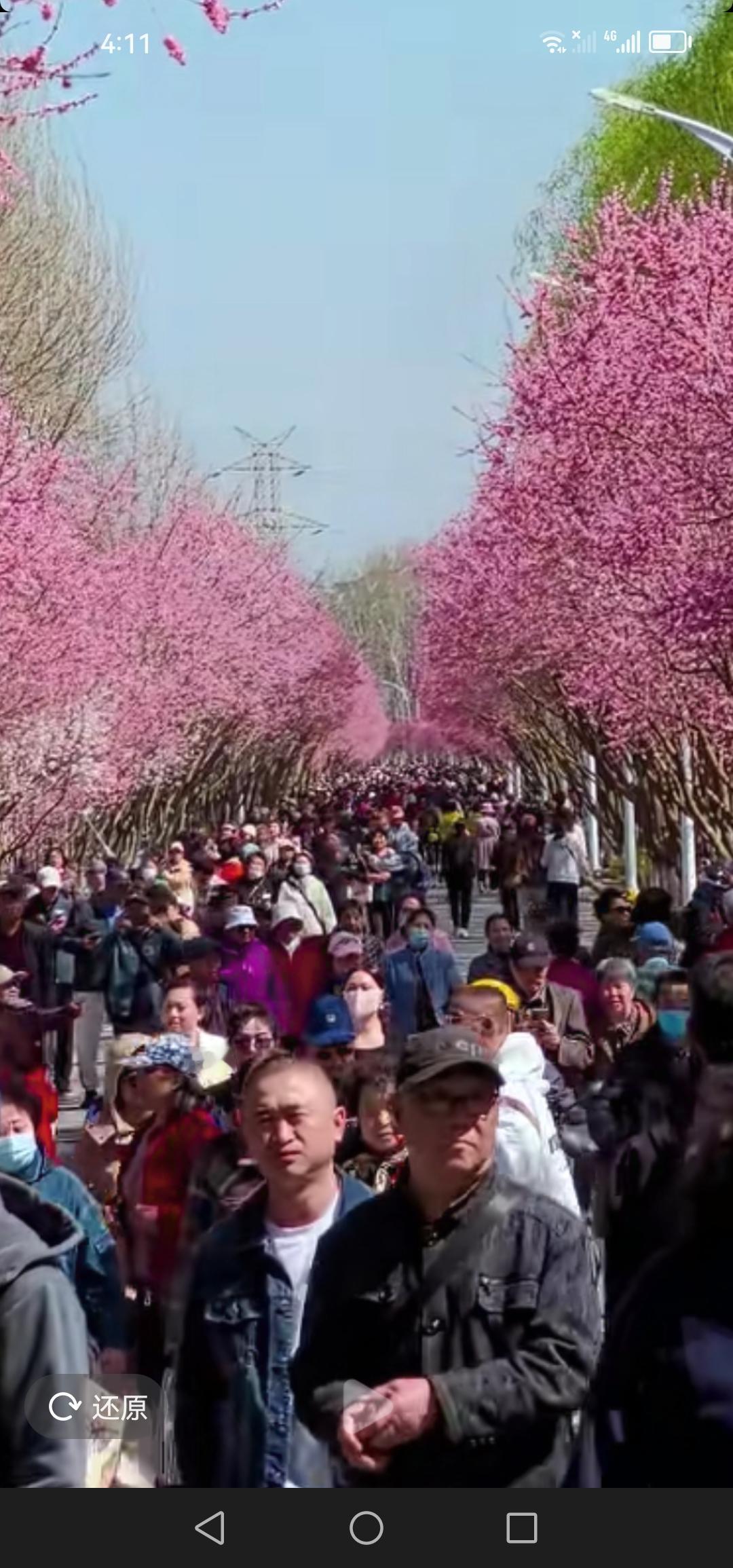 4月23号，长春市樱花岛那人气可太旺啦！长春市文旅工作越做越好！

阳春四月，在