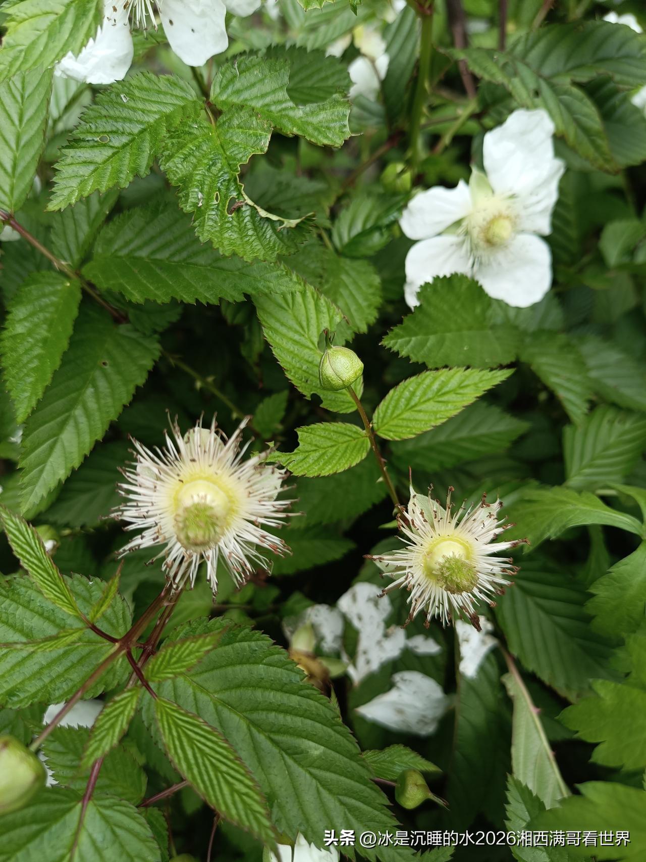 春色无处不在，让整个世界都生机勃勃、充满灵动的气息。