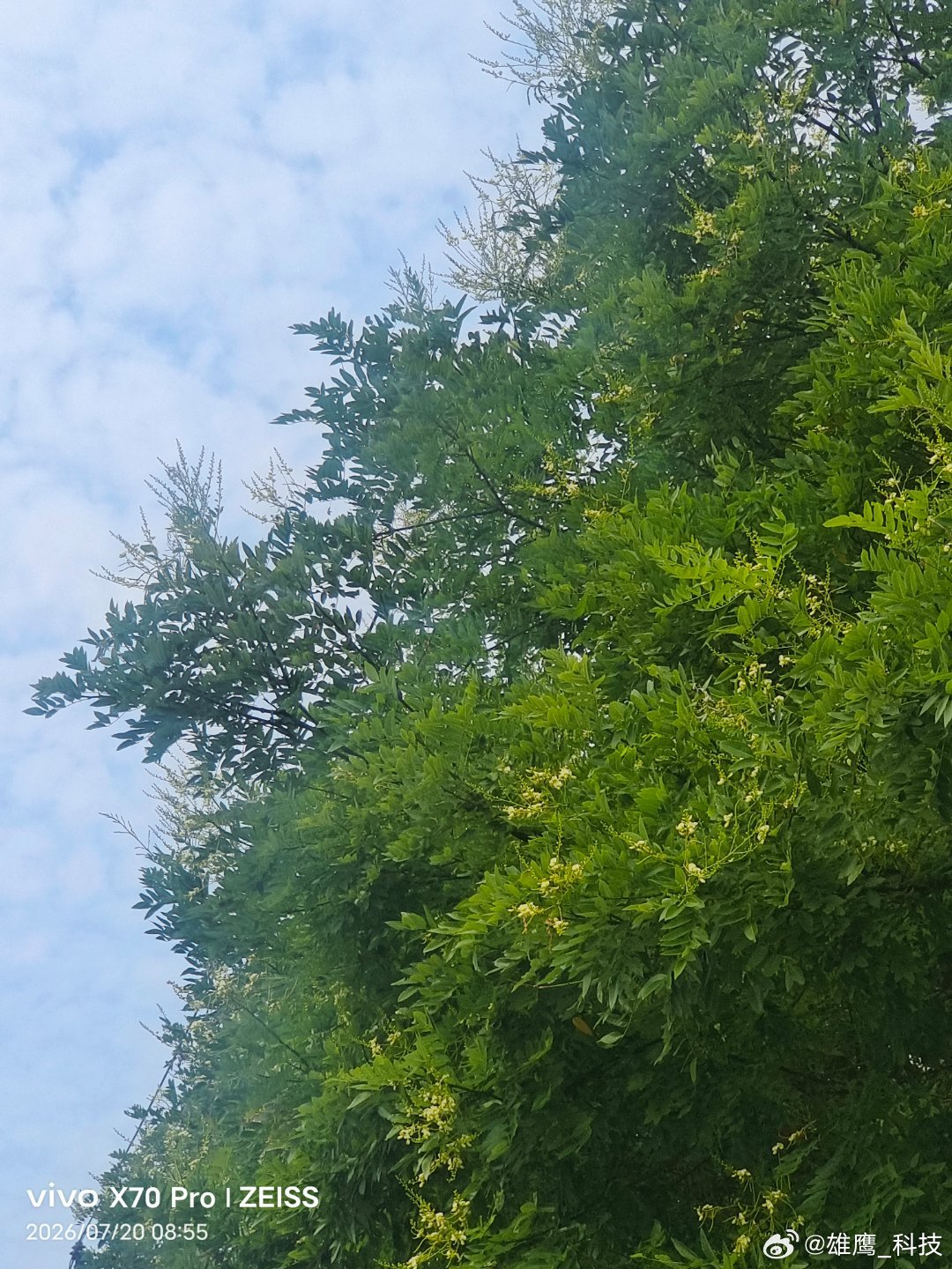 vivo 晨露润金槐，槐米花瓣绽盛夏。没开花之前我们这还有人摘槐米，晒干卖中药材