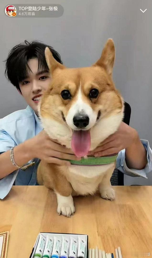 张极直播带狗张极带啵啵直播 被张极和啵啵狠狠戳中！狗狗软萌听话，主人温柔帅气，直
