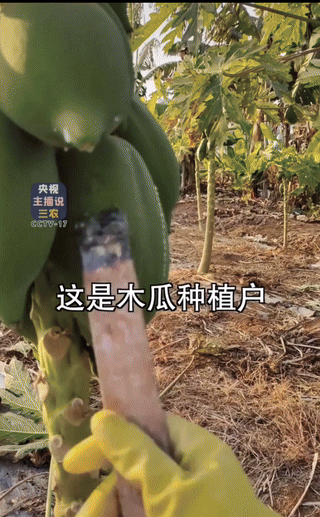 一直以为做饭用的嫩肉粉，是添加了什么“科技与狠活”，没想到这竟然是纯天然制作出来