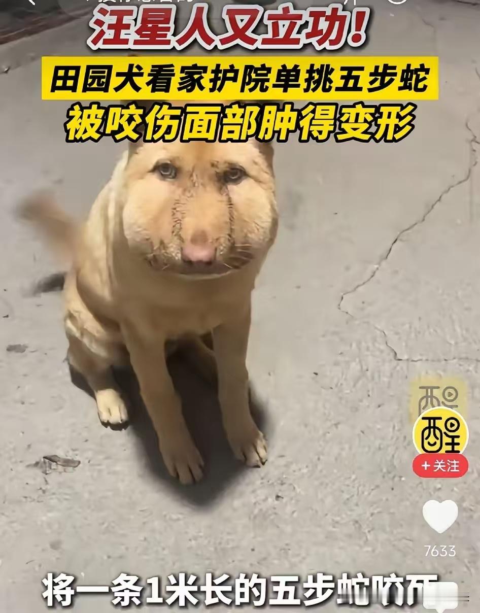 湖南邵阳，看家狗大战五步蛇。好消息1：狗赢了坏消息1：狗被蛇咬了好消息2：狗子没