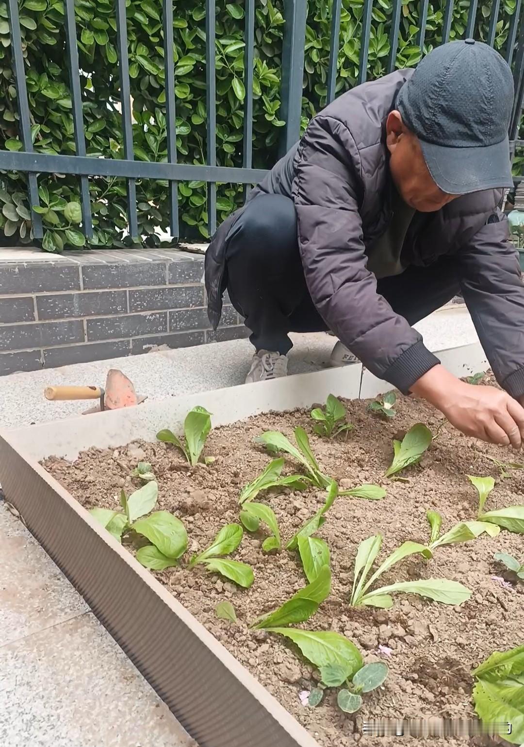 为什么菜地有点空地就得塞满?

家人们！我又扎进小菜园啦！
你们猜我瞅见啥了？黄