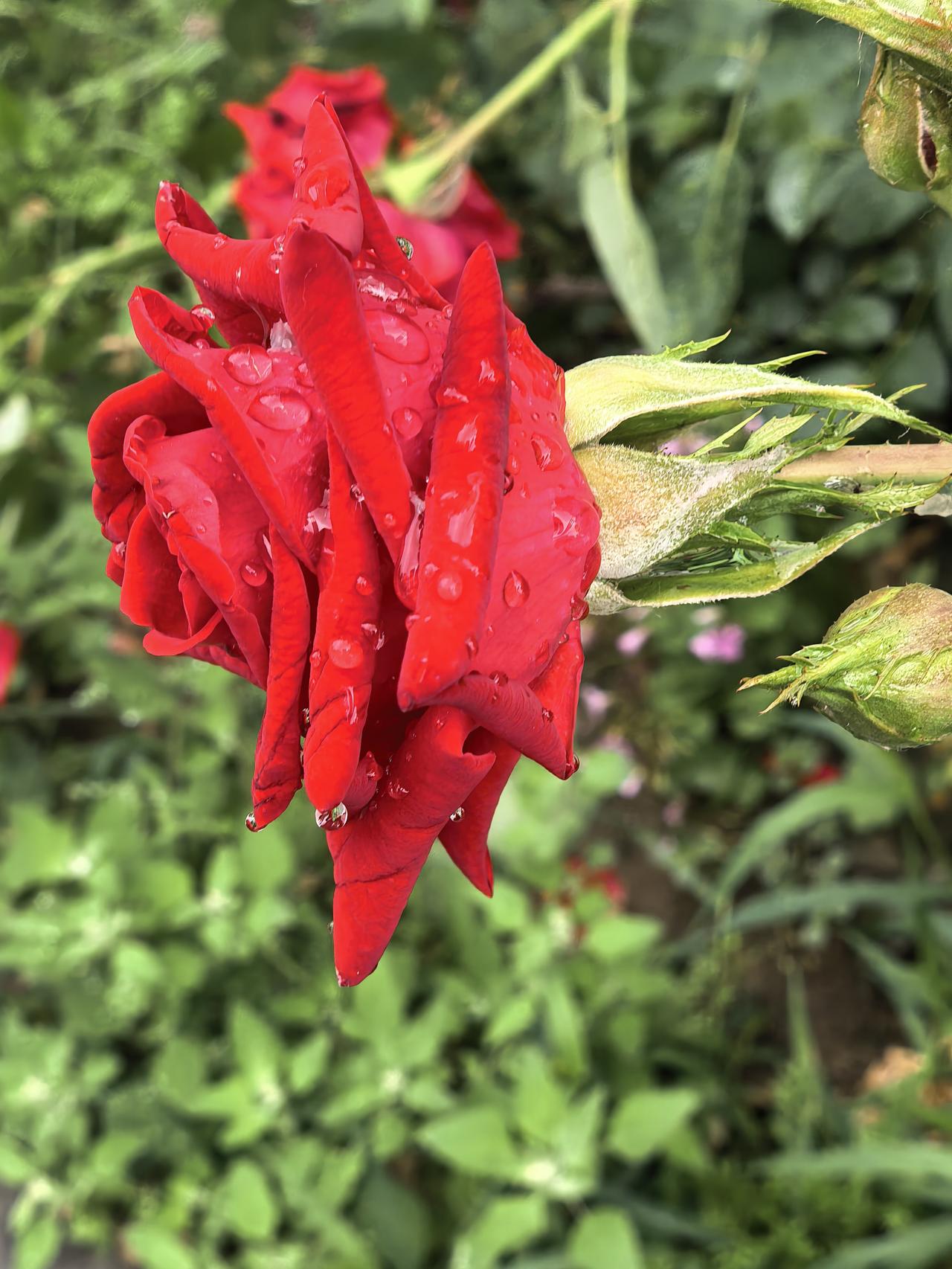 这大概就是杜甫所说的“花重锦官城。”
花朵经过一夜雨水的洗礼，
花瓣饱含雨露，温