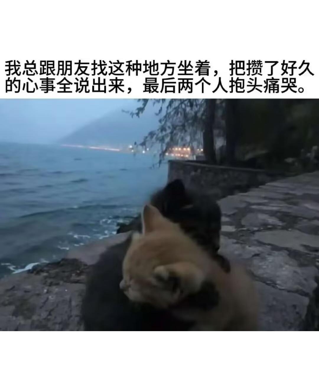 最近收集的一些小猫 